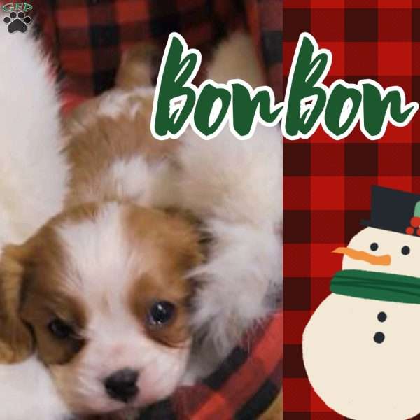 BonBon, Cavalier King Charles Spaniel Puppy